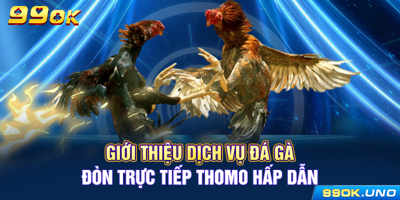 Giới thiệu dịch vụ đá gà đòn trực tiếp Thomo hấp dẫn